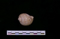 藏品(黃口鶉螺)的圖片